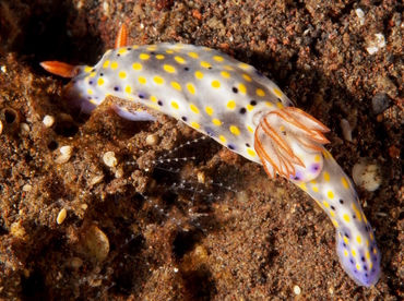 Colorful Hypselodoris - Hypselodoris infucata - Bali, Indonesia