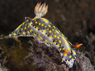 Colorful Hypselodoris - Hypselodoris infucata - Bali, Indonesia