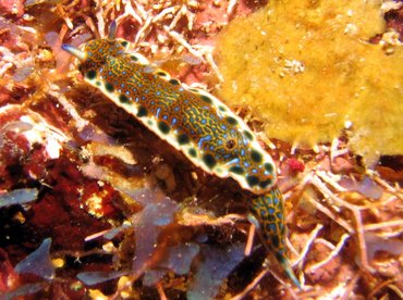 Purple-Spotted Sea Goddess - Hypselodoris marci - Roatan, Honduras