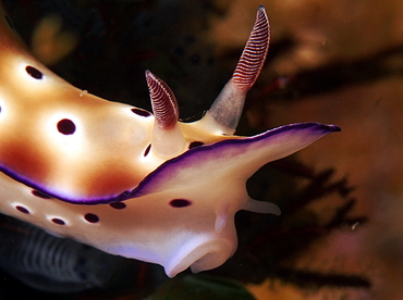 Tryon's Risbecia - Hypselodoris tryoni - Anilao, Philippines
