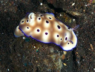 Tryon's Risbecia - Hypselodoris tryoni - Bali, Indonesia