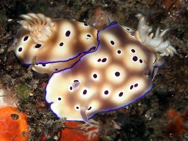 Tryon's Risbecia - Hypselodoris tryoni - Bali, Indonesia