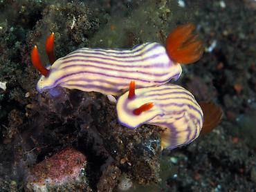 White's Hypselodoris - Hypselodoris whitei - Bali, Indonesia