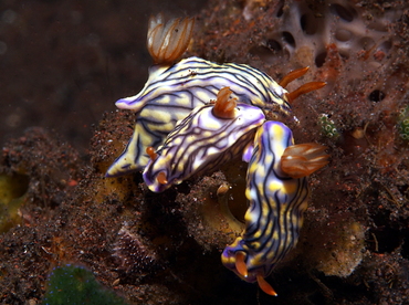 West Wind Hypselodoris - Hypselodoris zephyra - Bali, Indonesia