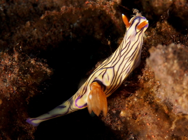 West Wind Hypselodoris - Hypselodoris zephyra - Bali, Indonesia