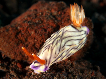 West Wind Hypselodoris - Hypselodoris zephyra - Bali, Indonesia