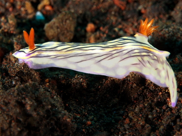 West Wind Hypselodoris - Hypselodoris zephyra - Bali, Indonesia