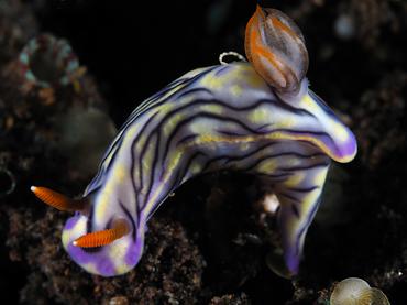 West Wind Hypselodoris - Hypselodoris zephyra - Bali, Indonesia