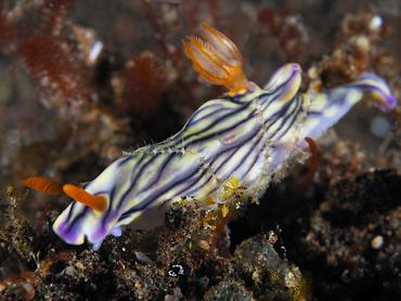 West Wind Hypselodoris - Hypselodoris zephyra - Bali, Indonesia
