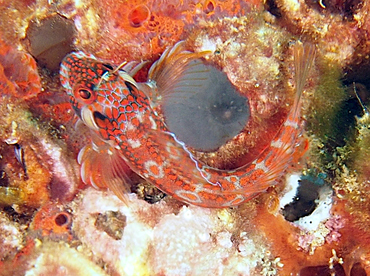 Barnaclebill Blenny - Hypsoblennius brevipinnis - Cabo San Lucas, Mexico