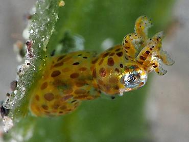 Two-Tone Pygmy Squid - Idiosepius pygmaeus - Komodo, Indonesia