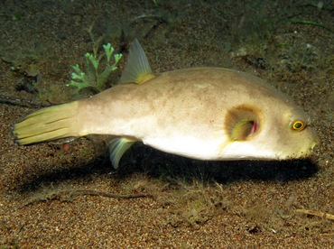 Immaculate Puffer - Arothron immaculatus - Dumaguete, Philippines