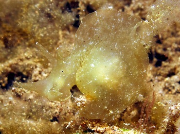 Indian Sea Hare - Notarchus indicus - Dumaguete, Philippines