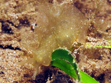 Indian Sea Hare - Notarchus indicus - Dumaguete, Philippines