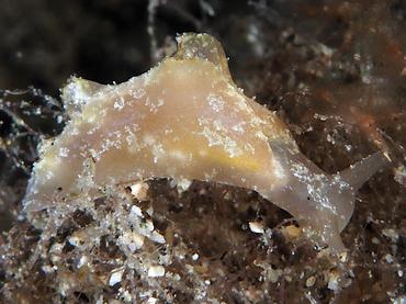 Indian Sea Hare - Notarchus indicus - Komodo, Indonesia
