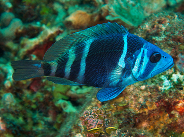 Indigo Hamlet - Hypoplectrus indigo - Roatan, Honduras