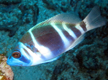 Indigo Hamlet - Hypoplectrus indigo - Belize