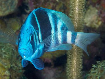 Indigo Hamlet - Hypoplectrus indigo - British Virgin Islands