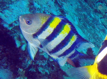 Indo-Pacific Sergeant - Abudefduf vaigiensis - Lanai, Hawaii