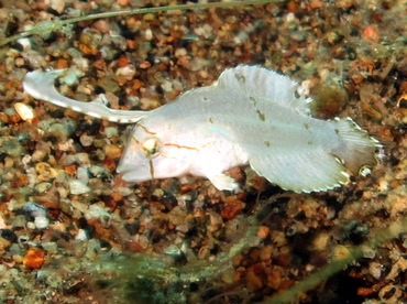 Peacock Razorfish - Iniistius pavo - Dumaguete, Philippines