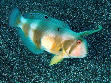 Peacock Razorfish - Iniistius pavo - Big Island, Hawaii