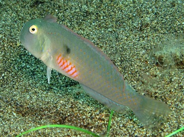 Fivefinger Razorfish - Iniistius pentadactylus - Dumaguete, Philippines