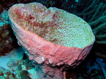 Bell Sponge - Ircinia campana - Bonaire