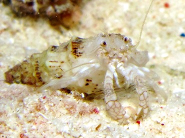 Reticulated Hermit Crab - Iridopagurus reticulatus - Bonaire