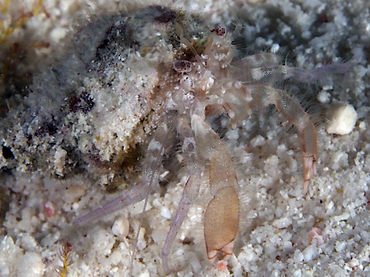 Ringeye Hermit Crab - Iridopagurus sp. 1 - Bonaire