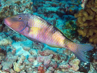 Island Goatfish - Parupeneus insularis - Rangiroa, French Polynesia