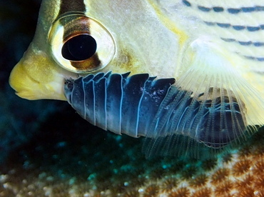 Cymothoid Isopod - Anilocra spp./Renocila spp. - Turks and Caicos