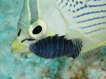 Cymothoid Isopod - Anilocra spp./Renocila spp. - Turks and Caicos