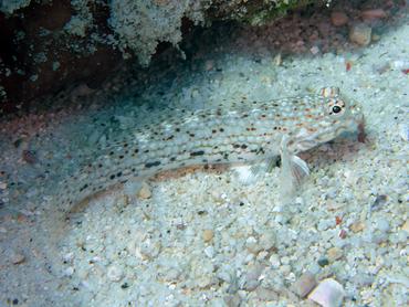 Decorated Sandgoby - Istigobius decoratus - Lombok, Indonesia