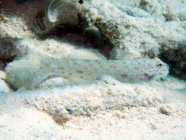 Orangespotted Sandgoby - Istigobius rigilius - Great Barrier Reef, Australia