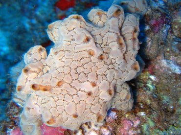 Ivory Tunicate - Aplidium sp. - Lanai, Hawaii