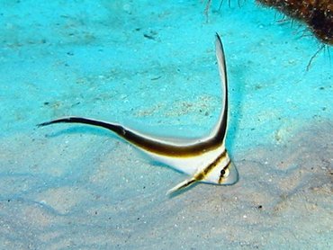 Jackknife Fish - Equetus lanceolatus - Nassau, Bahamas