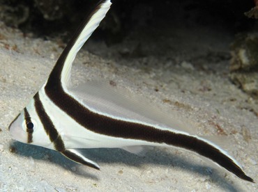 Jackknife Fish - Equetus lanceolatus - Cozumel, Mexico