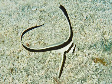 Jackknife Fish - Equetus lanceolatus - Roatan, Honduras
