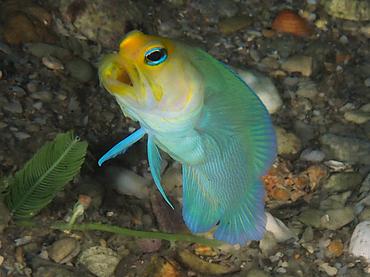Yellowhead Jawfish - Opistognathus aurifrons - Blue Heron Bridge, Florida