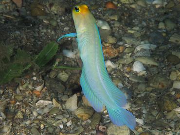 Yellowhead Jawfish - Opistognathus aurifrons - Blue Heron Bridge, Florida