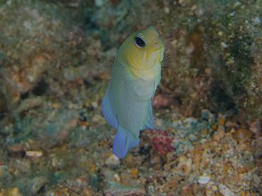 Yellowhead Jawfish - Opistognathus aurifrons - British Virgin Islands