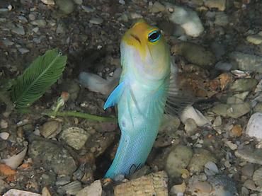 Yellowhead Jawfish - Opistognathus aurifrons - Blue Heron Bridge, Florida