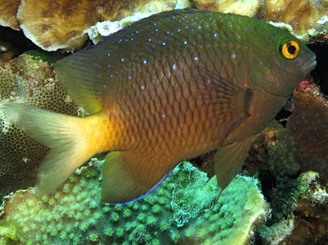 Jewel Damsel - Plectroglyphidodon lacrymatus - Dumaguete, Philippines