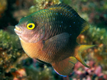 Jewel Damsel - Plectroglyphidodon lacrymatus - Fiji