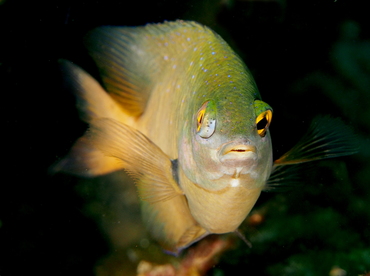 Jewel Damsel - Plectroglyphidodon lacrymatus - Anilao, Philippines