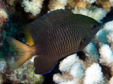 Jewel Damsel - Stegastes lacrymatus - Moorea, French Polynesia