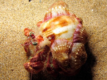 Jeweled Anemone Hermit Crab - Dardanus pedunculatus - Maui, Hawaii