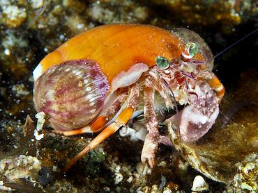 Jeweled Anemone Hermit Crab - Dardanus pedunculatus - Komodo, Indonesia