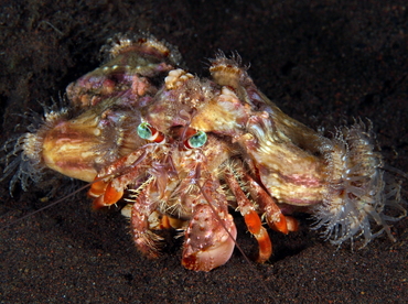 Jeweled Anemone Hermit Crab - Dardanus pedunculatus - Bali, Indonesia