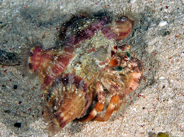 Jeweled Anemone Hermit Crab - Dardanus pedunculatus - Wakatobi, Indonesia